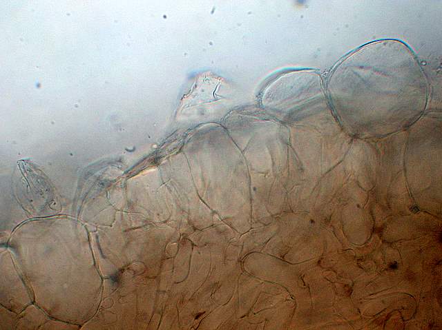 Psathyrella laevissima     (Romagn.)     Singer